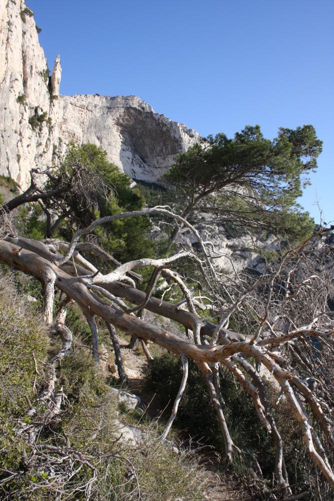 Cirque d'Esculape : des arbres déracinés aux pieds du Cirque d'Esculape, la "Concave" de la Calanque de l'Oeil de Verre en arrière plan