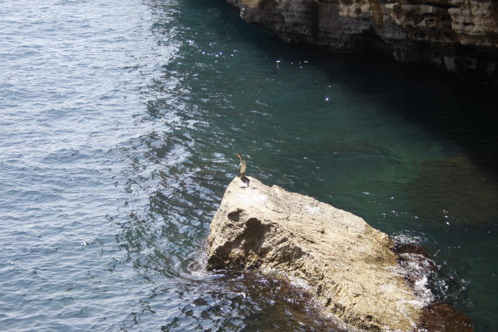 Calanque de l'Escu : un Cormoran Huppé de Méditerranée en escale